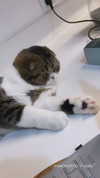 sonia_litvanchuk Altpins Profile Picture