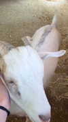 feelbetterinmysweater Altpins Profile Picture