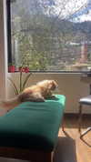 solzarubin_ Altpins Profile Picture