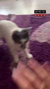 lera.genadenik Altpins Profile Picture