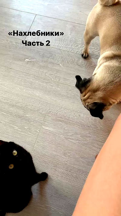 nyityam nyityam archive video