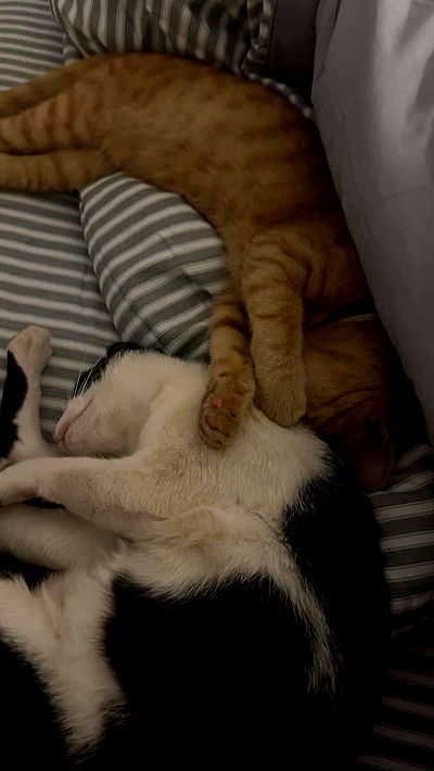 oqr0_ oqr0_ archive video