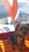 nikoleta.milenova Altpins Profile Picture