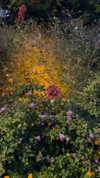 babynympho_archive Altpins Profile Picture