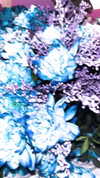 leanxhrt Altpins Profile Picture