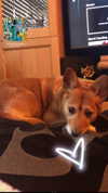 bat.wiings Altpins Profile Picture