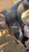 feelbetterinmysweater Altpins Profile Picture