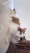 pixieonyxx Altpins Profile Picture