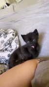 evasela__ Altpins Profile Picture