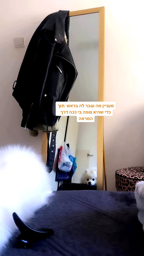 romy_ayalla_lavi archive video preview