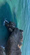 rott3nbambi Altpins Profile Picture