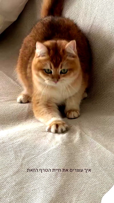 itsilanosh itsilanosh archive video