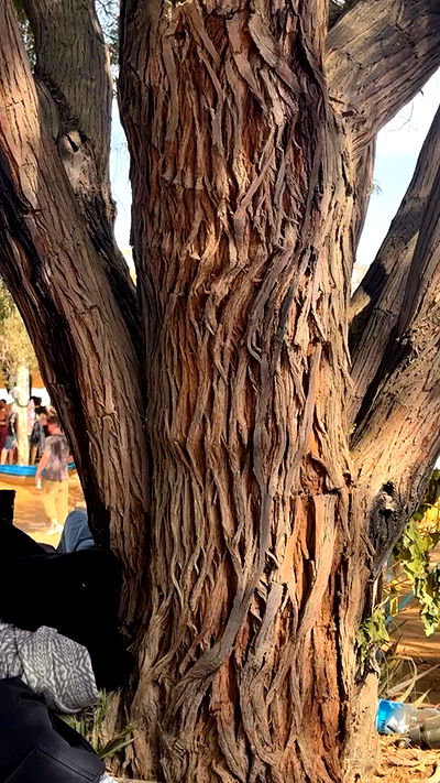 romy_ayalla_lavi romy_ayalla_lavi archive video