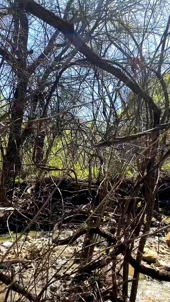 yeahimcaroline archive video preview