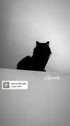 elliemvvnn Altpins Profile Picture