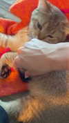 nikolgolovatzky Altpins Profile Picture