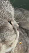 neomiconrad Altpins Profile Picture
