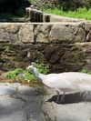 _broock_ Altpins Profile Picture
