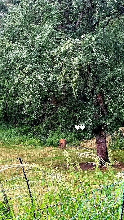 manjolamuriqi manjolamuriqi archive video