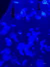 nomagdalina Altpins Profile Picture