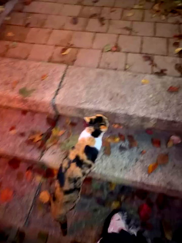 owol.xx archive video preview