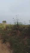 evasela__ Altpins Profile Picture