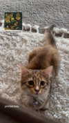 brain_eaterr Altpins Profile Picture