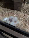 pavuk1_0 Altpins Profile Picture