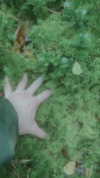 danafetishistova Altpins Profile Picture