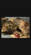 wannabeyourbabygirl Altpins Profile Picture