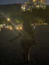 strawberryshanz Altpins Profile Picture