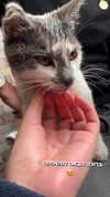 lera.genadenik Altpins Profile Picture