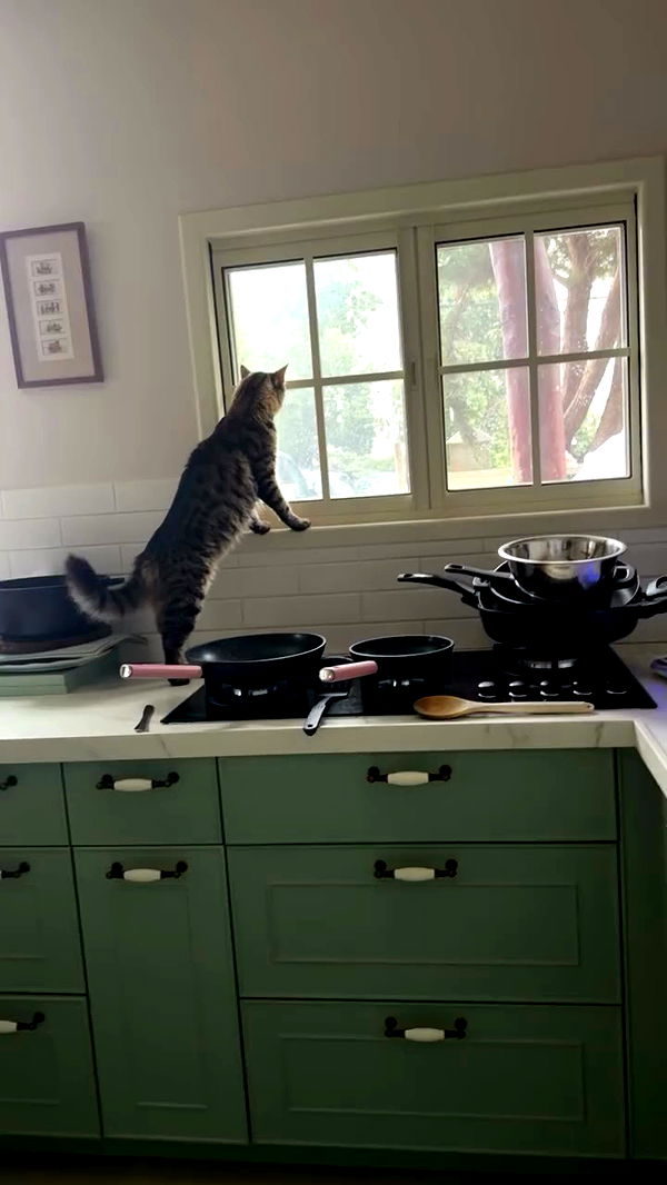 strawberryshanz archive video preview