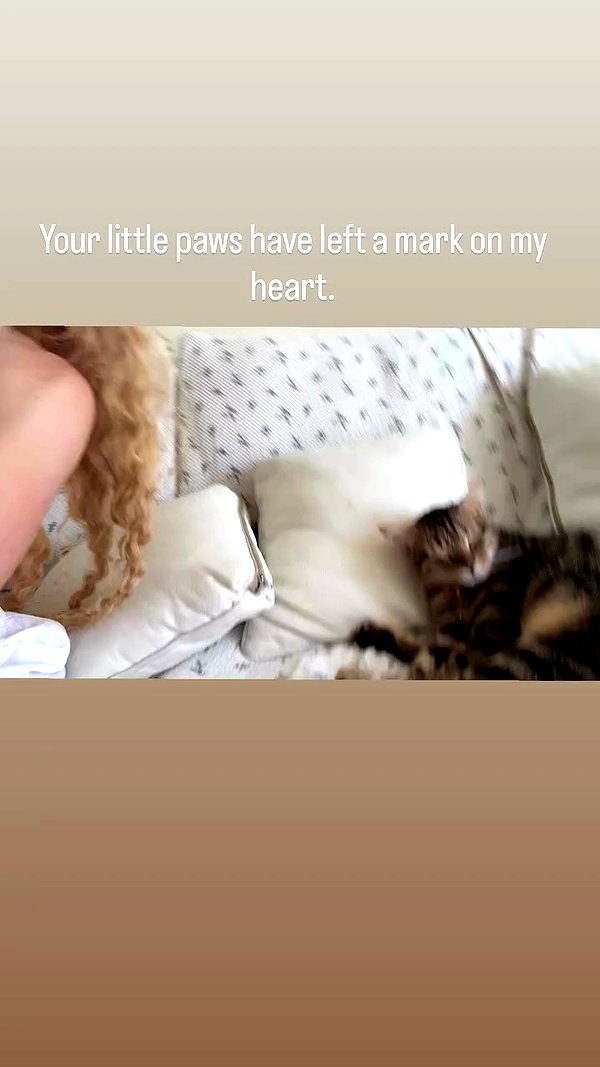 orchidmurmur archive video preview