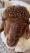 maori_cohen Altpins Profile Picture