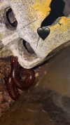 butter.on.a.poptart69 Altpins Profile Picture