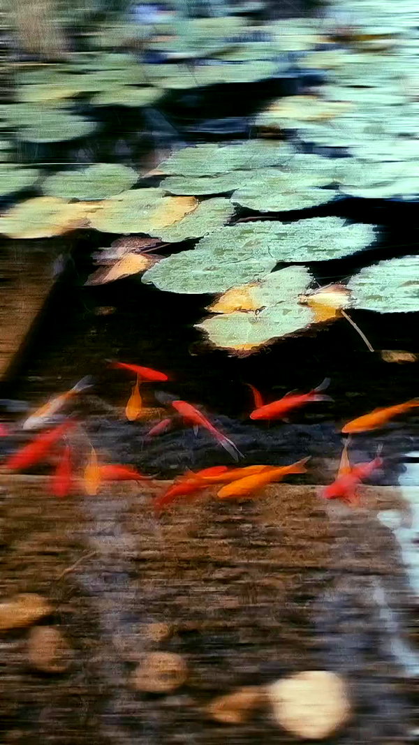 nicakitty archive video preview
