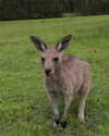 poppyymatildaa Altpins Profile Picture