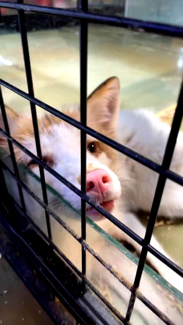 silkton archive video preview