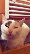 _ociaa_05 Altpins Profile Picture