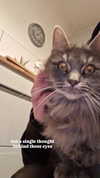 nylthria Altpins Profile Picture