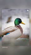 yegorlanda Altpins Profile Picture