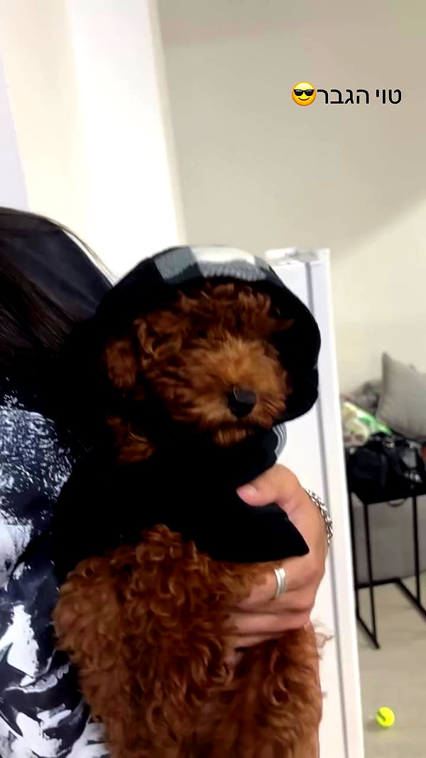agam._.harel archive video preview