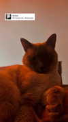 tatumchurch Altpins Profile Picture
