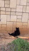 _lironatias Altpins Profile Picture