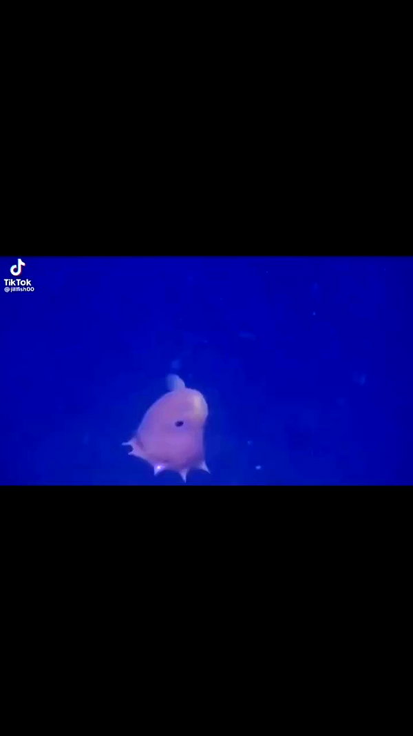 babynympho_archive archive video preview