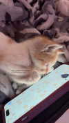 agambuzaglo122 Altpins Profile Picture