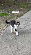 roni_ackerman Altpins Profile Picture