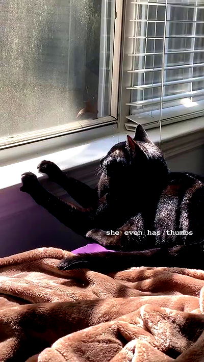 suikomuu suikomuu archive video