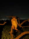 strawberryshanz Altpins Profile Picture